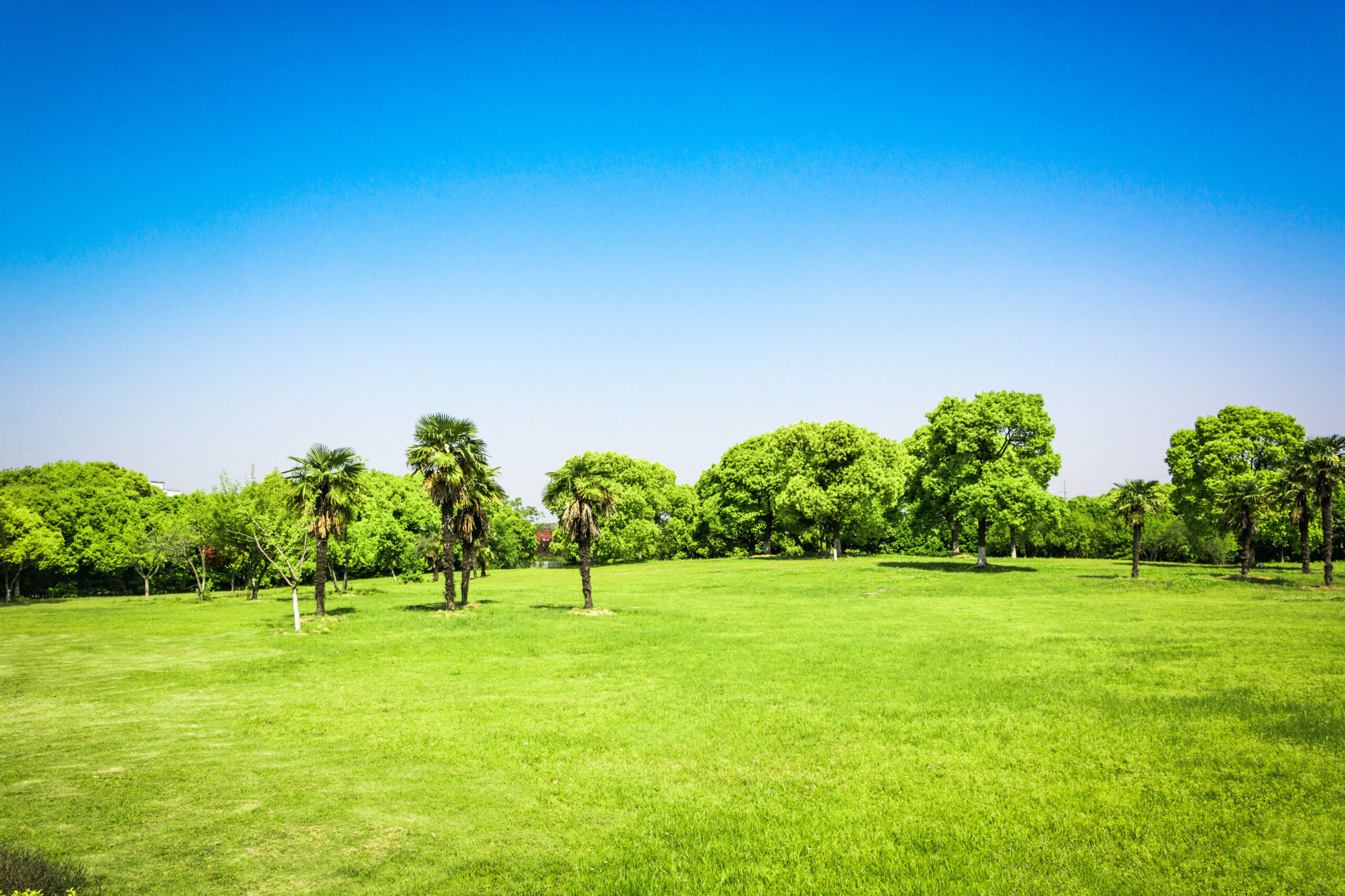 Open Green Lawns